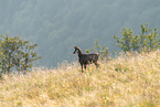 chamois