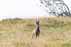chamois