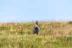 chamois