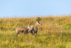chamois