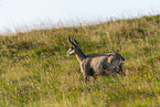 chamois