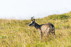 chamois