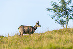 chamois