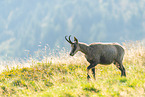 chamois