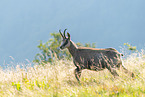 chamois