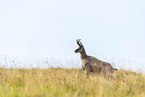 chamois