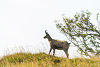 chamois