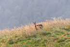 chamois