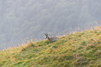 chamois