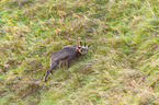 chamois