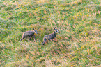 chamois