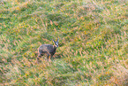 chamois
