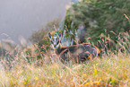 chamois
