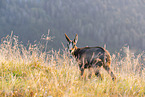 chamois