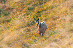 chamois