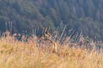 chamois