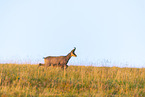 chamois