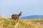 chamois
