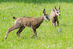 Chamois