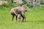 Chamois