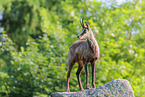 Chamois