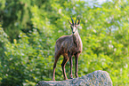 Chamois