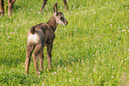 Chamois