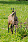 Chamois