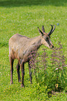 Chamois