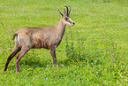 Chamois