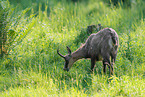 Chamois