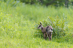 Chamois