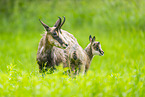 chamois