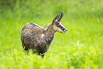 chamois