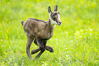 chamois