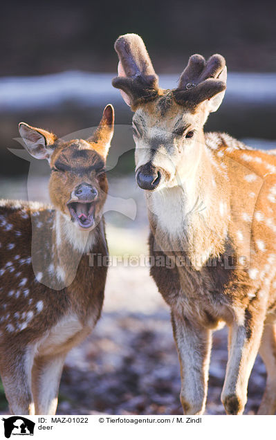 Axishirsch / deer / MAZ-01022