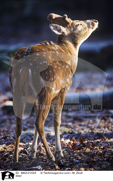 deer / MAZ-01024