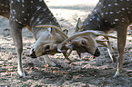 Axis deer