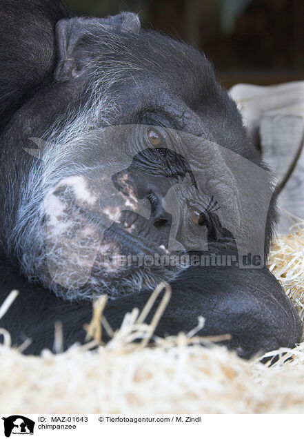 Schimpanse / chimpanzee / MAZ-01643