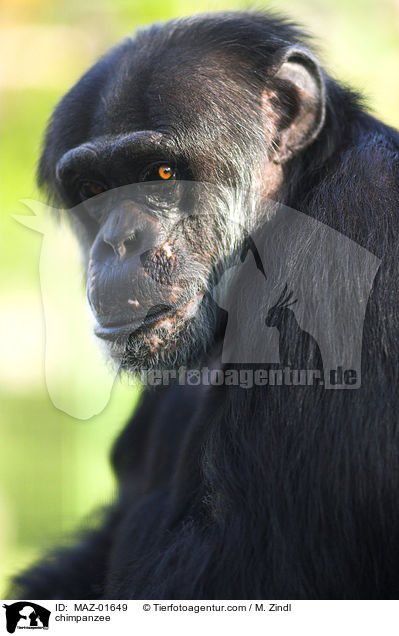 chimpanzee / MAZ-01649