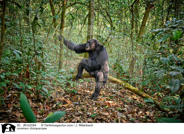 Schimpanse / common chimpanzee / JR-02094
