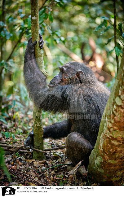 Schimpanse / common chimpanzee / JR-02104