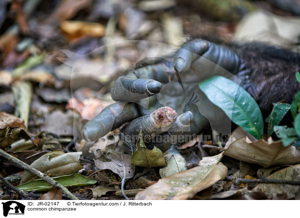 Schimpanse / common chimpanzee / JR-02147