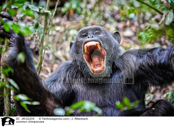 Schimpanse / common chimpanzee / JR-02204
