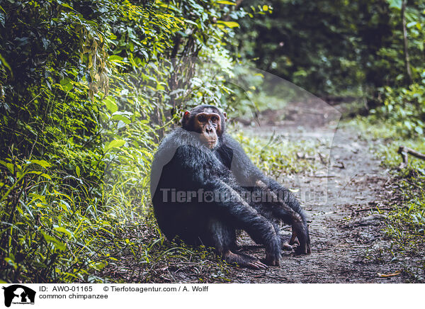 Schimpanse / common chimpanzee / AWO-01165