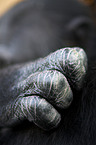 chimpanzee