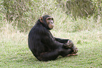 common chimpanzee