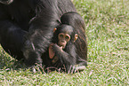 common chimpanzee baby