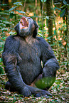 common chimpanzee