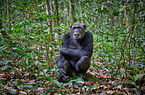 common chimpanzee